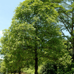 image005