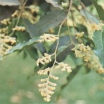 image008