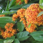 image010